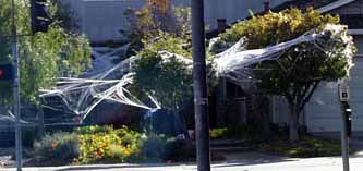 house with cotton webbing