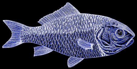 A Blue Goldfish Although the word 'dorade' in French
currently translates to sea bream, it should be understood here as the short
form of Dorade de Chine, an antiquated name for goldfish.