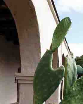 a cactus at Mission Santa Inez